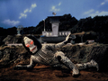 庵野秀明セレクトの「ウルトラマン」4作品を6月3日より全国上映！「怪獣殿下(前篇)」など